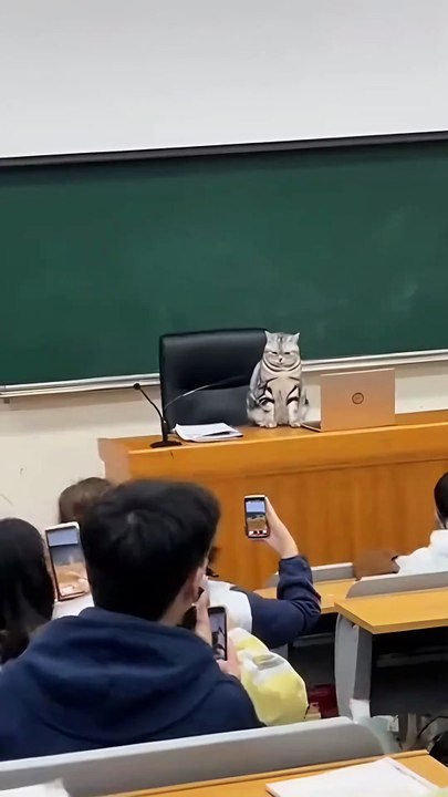 Cat Interrupts Class, Meows At Every Phone Camera! 😸📚 | Smartphone vs Smart Cat
