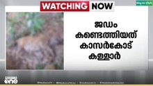 കാസർകോട് കള്ളാർ കോട്ടക്കുന്നിൽ പുലിയെ ചത്ത നിലയിൽ കണ്ടെത്തി
