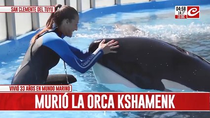 Dolor por la muerte de Kshamenk, la orca que vivió treinta y tres años en Mundo Marino