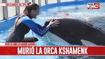 Dolor por la muerte de Kshamenk, la orca que vivió treinta y tres años en Mundo Marino