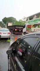 Árvore cai e interdita a BR-381 em Ipatinga (MG)