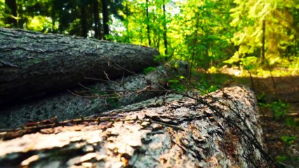 Relaxing Music 1 Hour 🎧 Calm Mind, Stress Relief & Inner Peace