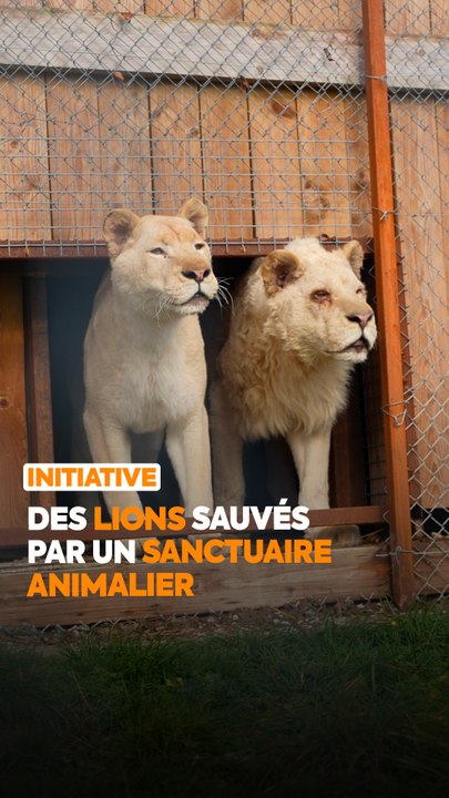 L'Association le Repère est un sanctuaire dédié aux animaux maltraités ou abandonnés. Marjorie, la fondatrice, nous a expliqué comment son équipe a pu sauver une dizaine de lions et leur offrir une existence plus digne. 🦁🌱