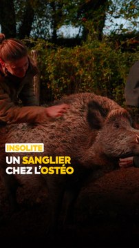 À l’Association le Repère / Pat'à Foin Kid's, tous les animaux sont choyés de la même manière. On a même pu assister à une séance d’ostéopathie sur un sanglier ! 🐗🌿