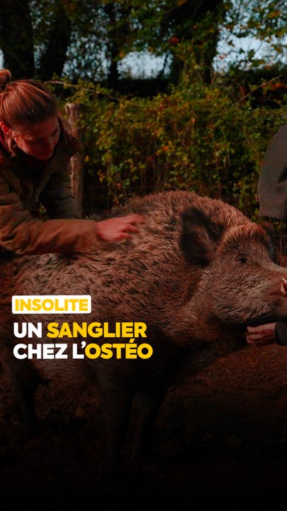 À l’Association le Repère / Pat'à Foin Kid's, tous les animaux sont choyés de la même manière. On a même pu assister à une séance d’ostéopathie sur un sanglier ! 🐗🌿