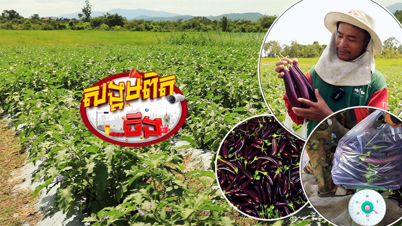 133.ត្រប៎វែង ឲ្យអ្នកដាំរីករាយ