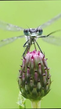 🌿🦋 Instant de nature capturé au Canada Filmée au University of Alberta Botanic Garden, cette scène estivale, saisie au petit matin, montre une demoiselle perlée de rosée en train de se nettoyer avec minutie avant de s’envoler.