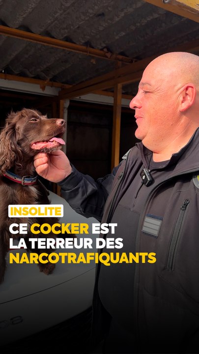 Binouze est la terreur des narcotrafiquants ! Ce cocker de la police municipale est un redoutable détecteur de drogue. Son maître Olivier nous a raconté le parcours de ce petit chien exceptionnel 🐕🎖️