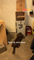 Binouze est un cocker expert en détection de drogues et de billets de banque. Son maître Olivier nous a raconté son quotidien au sein de la police municipale, et nous a emmenés dans l'un de leurs entraînements 👮‍♂️✨