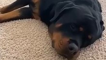 Rottwiler dog funny video