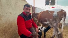 Tokat’ta annesi ölen kuzuyu inek emziriyor