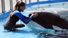 Murió Kshamenk, la conocida orca que vivió hasta los 33 años en Mundo Marino