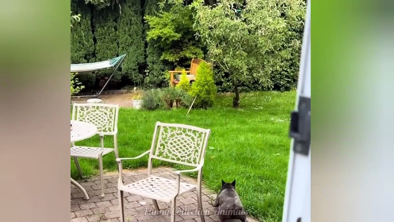 NEW Funniest videos of Cats and Dogs  2025.  Try Not To Laugh