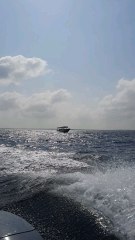 “Farasan Island: Saudi Arabia’s Hidden Blue Paradise”