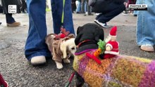 Sausage dogs don festive dress for London parade
