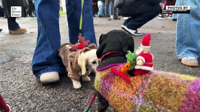 Sausage dogs don festive dress for London parade