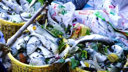 Cá chết ở Hồ Tây