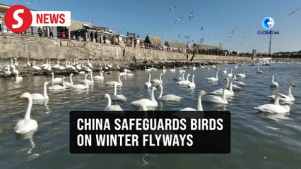 China deploys high-tech network to protect migratory birds