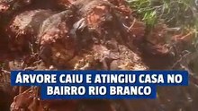 Chuvas resultam em casa atingida por árvore no bairro Rio Branco