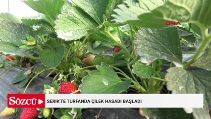 Serik'te turfanda çilek hasadı başladı