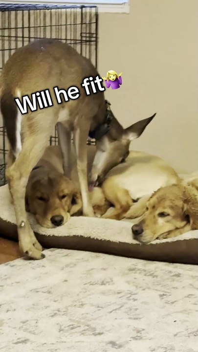 Protégé des chasseurs, un jeune cerf se noue d'amitié avec deux chiens