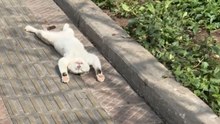 Cat takes the meaning of relaxation to a whole new level