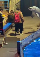 Ce dauphin va vous aider à prendre de nouvelles résolutions !