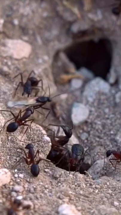 Ant Home