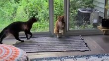 Funny Cats Movements For Cat lovers. Must Watch