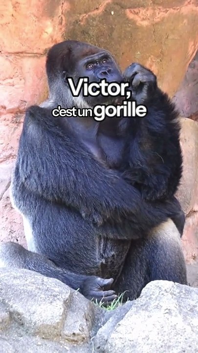 Soyez comme Victor 🦍