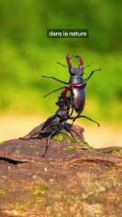 Le problème des sacarabés sumo japonais