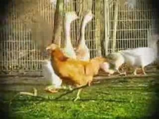 football poulet trop marrant !!!