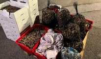 Termoli, pesca illegale: sequestri per oltre una tonnellata e mezzo  (15.12.25)