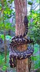 python climbing tree / Massive Python Crawls Up a Tree, 4K Nature Photography