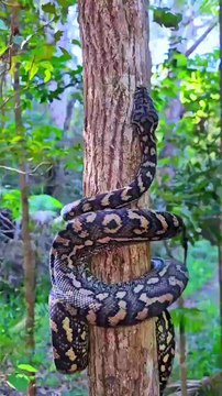 python climbing tree / Massive Python Crawls Up a Tree, 4K Nature Photography