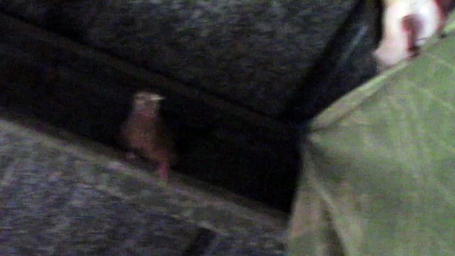 UNIQUE Pets: My Pigeon Coquito DOESN'T Leave Rodolfa (Dove) | Flight to the Head 🥹