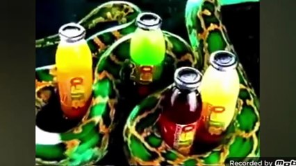 Frugo logo History Update(Robione 04.05.2025)