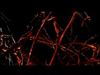 Die purpurnen Flüsse 2 - Die Engel der Apokalypse Trailer DF