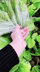Frozen ice on leaves plants