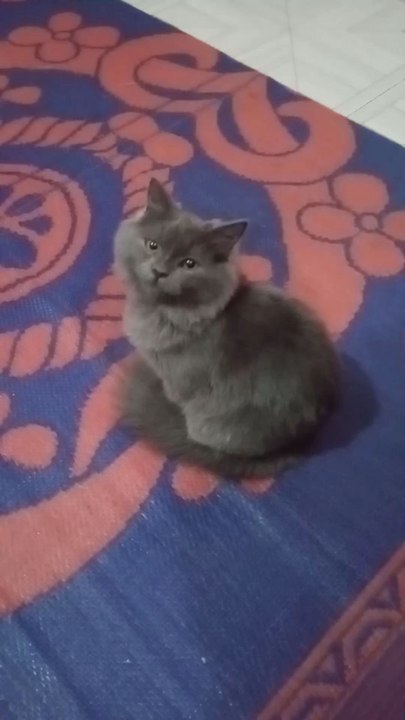 cute kitten 😼❤️#cat #kitten #cute