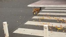 Curious pup jumps into swirling leaves on the road and spins with joy