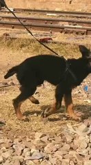 Garman shapard puppy