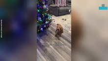Cockapoo Terrified of Animatronic Christmas Decoration