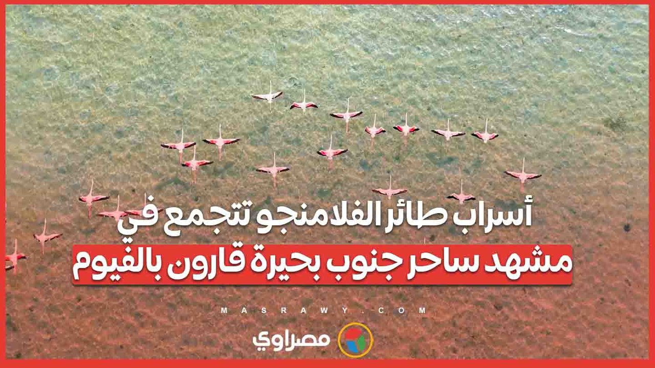 أسراب طائر الفلامنجو تتجمع في مشهد ساحر جنوب بحيرة قارون بالفيوم