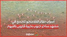 أسراب طائر الفلامنجو تتجمع في مشهد ساحر جنوب بحيرة قارون بالفيوم