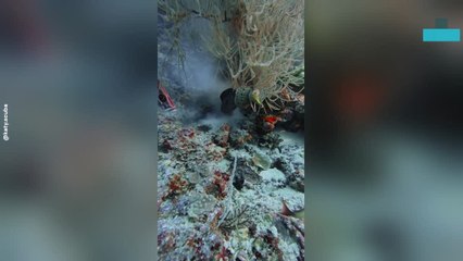 Diver Captures Rare Underwater Food Chain Drama in Maldives