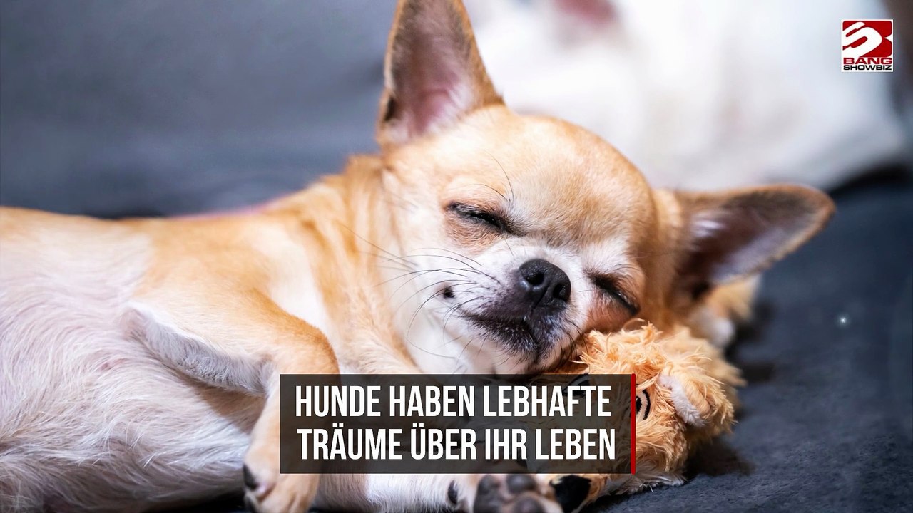 Hunde haben lebhafte Träume über ihr Leben