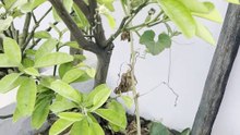 Bottle Gourd (Lauki) Vine Has Started Fruiting