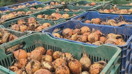 Alza de la cebolla pone en la mira a productores por posible especulación