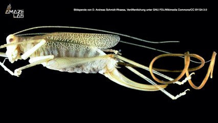 These Mind-Controlling Worms Lack a Fundamental Gene Basically the Entire Animal Kingdom Possesses